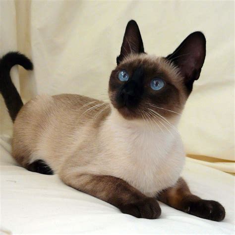 Seal Point Traditional Siamese Wow Such Bright Blue Eyes Gorgeous