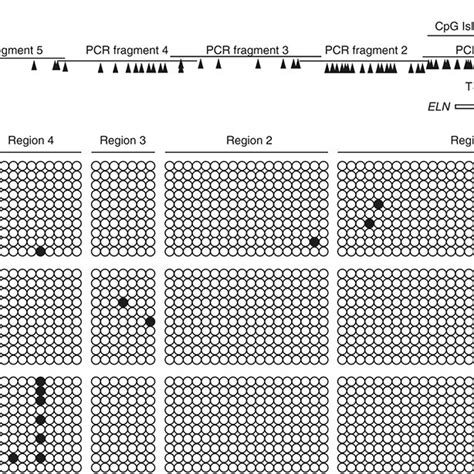 Bisulfite Sequencing Analysis Of The Eln Promoter In Fetal Postnatal