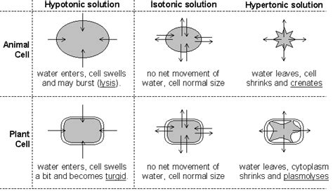 Effect of Solutions on Cells - BIOLOGY JUNCTION