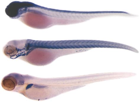 miRCURY LNA miRNA Detection Probes