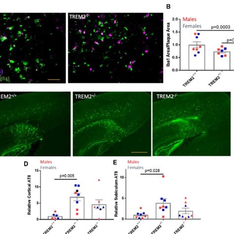 Plx Treatment Led To A Reduction Of Plaque Associated Microglia In