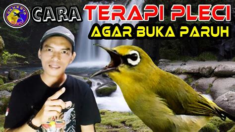 Cara Terapi Pleci Agar Cepat Gacor Buka Paruh Dan Bongkar Isian