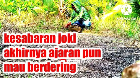 Melatih Tekukur Ajaran Penuh Dengan Kesabaran Jika Sudah Mau Berdering