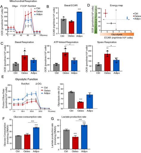 Distinct Metabolic Profiles In Osteogenic And Adipogenic Committed Download Scientific Diagram