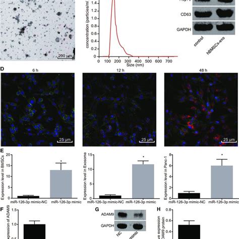 Overexpressed Mir 126 3p Contributed To Inhibited Proliferation