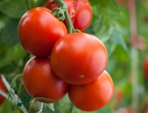 Wholesale Chinese Hybrid F1 Red Tomato Seeds For Greenhouse For Sale Manufacturer And Supplier