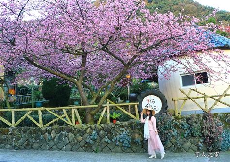 2024嘉義【樟樹湖河津櫻王】最新花況，茶園山景風光明媚 可人之家