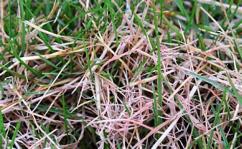 Lawn Disease In Your Lawn Jd Organic Landscape