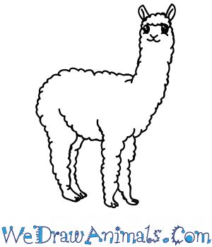 How to Draw a Cartoon Alpaca