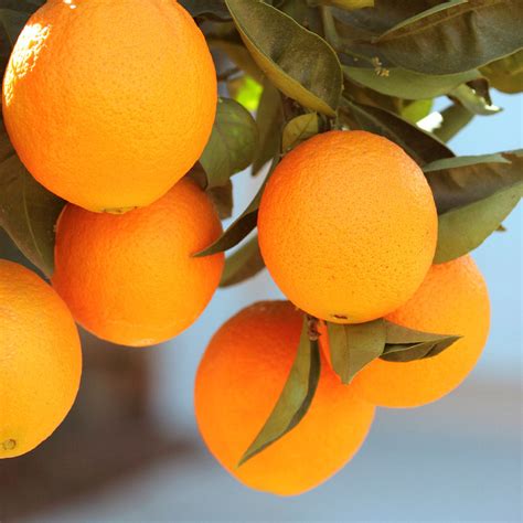 Orange Trees for Sale | FastGrowingTrees.com 