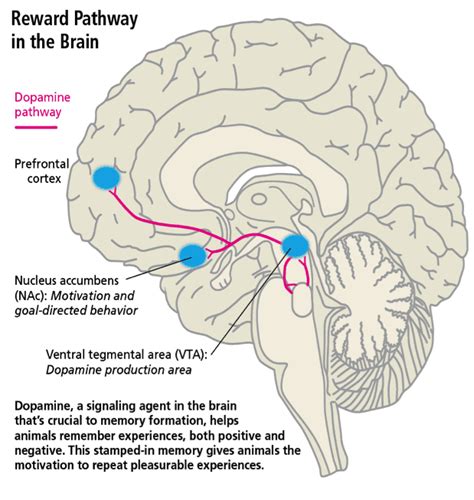 What Sugar Does To Your Brain Dr Axe