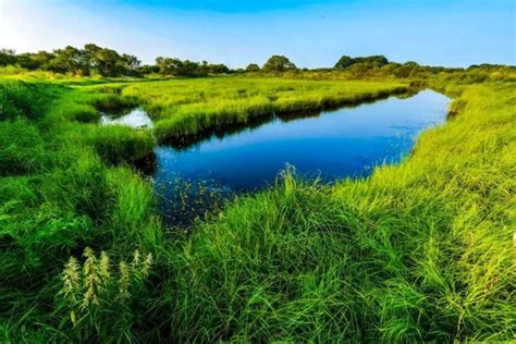 兴凯湖湿地——让我们一起沉醉在兴凯湖的美景之中 黑龙江网