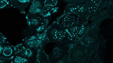 New Method For Genome Wide Engineering Of Viruses J Craig Venter Institute