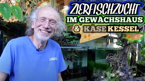 ZIERFISCHZUCHT in einem GEWÄCHSHAUS Emmentaler KÄSEKESSEL YouTube