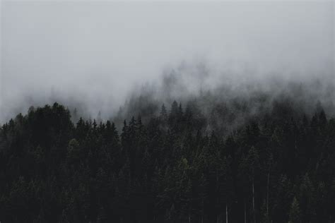 Fog Photos Download The Best Free Fog Stock Photos And Hd Images