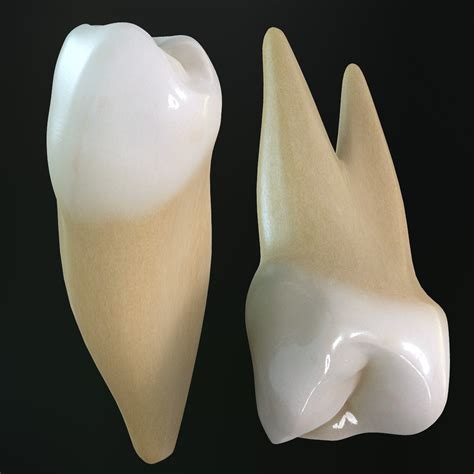 3d teeth premolars model