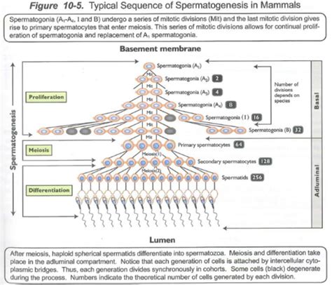 Module Spermatogenesis Endocrinology Of The Male Tract Exam