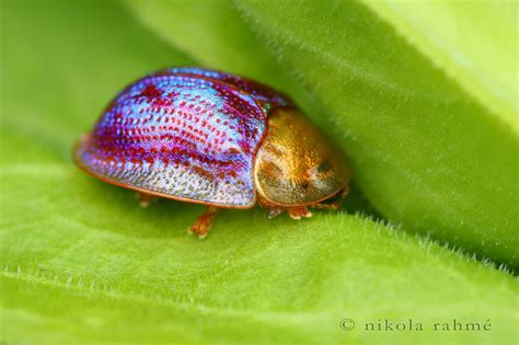 Neon Tortoise Beetle Ii Tortoise Beetle Beautiful Bugs Cute Small