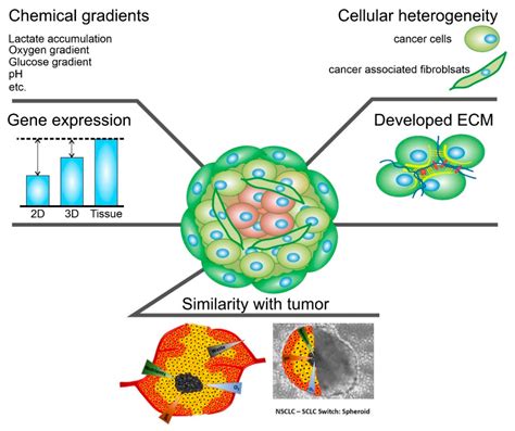 Mechanism Of CNTs Uptake By Cells And Spheroids Encyclopedia MDPI