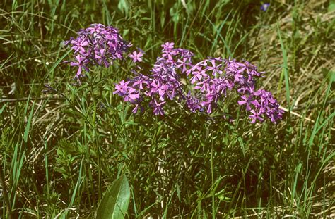 Phlox Pilosa Polemoniaceae Image At Phytoimages Siu Edu