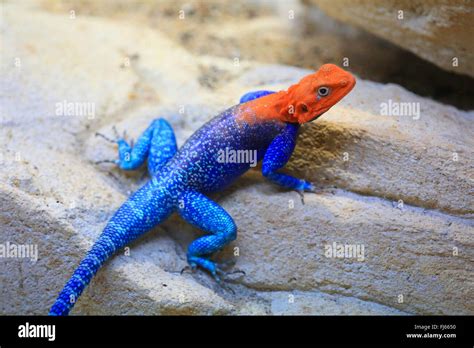 Common agama, Red-headed rock agama (Agama agama), male Stock Photo ...