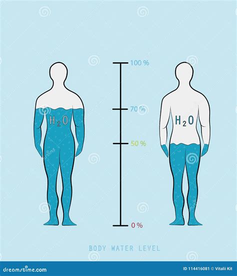 Silhouette Infographic Showing Water Percentage Level In Human Body