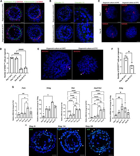 Frontiers Organotypic Rat Testicular Organoids For The Study Of