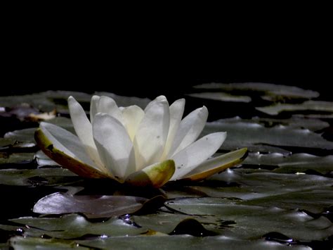 Free Images Blossom Leaf Flower Petal Botany Flora Close Up