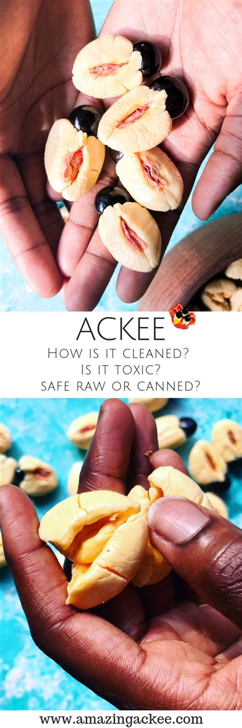 Ackee Is It Poisonous Edible Raw Safe Canned · Ackee Adventures