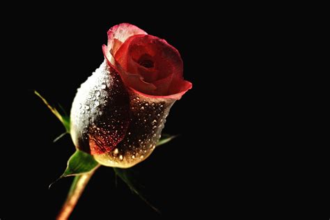 Beautiful High Quality Red Rose With Black Background HD Wallpaper