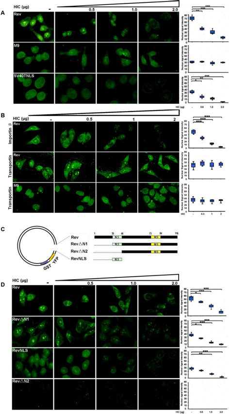 Hiv Rev Nuclear Import Mediated By Importin Is Selectively Blocked