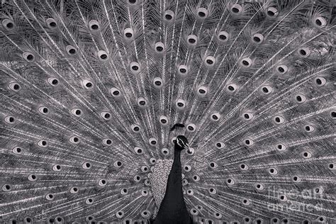 Black and White Peacock Photograph by Elizabeth Ann