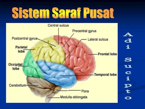 Sistem Saraf Pusat Anatomi Faal