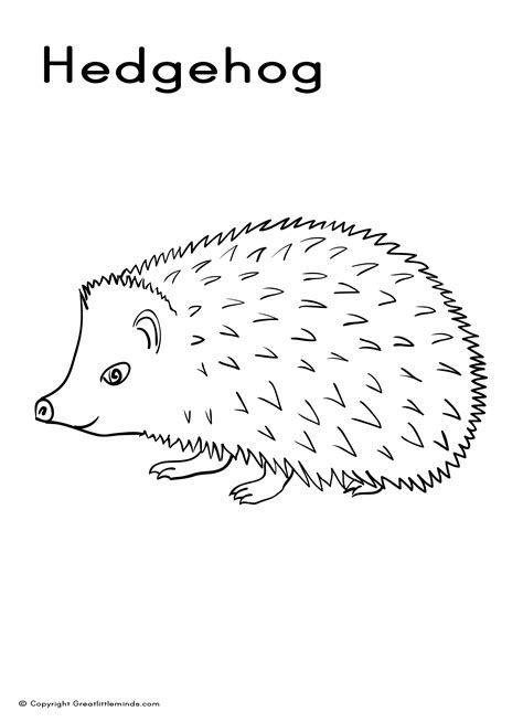 Hedgehog coloring picture