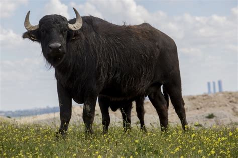 BÚfalo Origen Significado Características Y Mucho Más