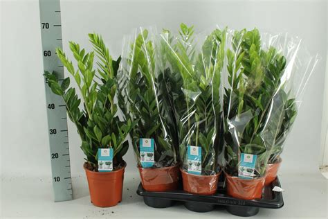 Zamioculcas Zamiifolia Plant Wholesale Floraccess