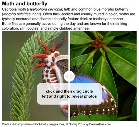 What’s The Difference Between Moths And Butterflies Facts And Examples Britannica Britannica