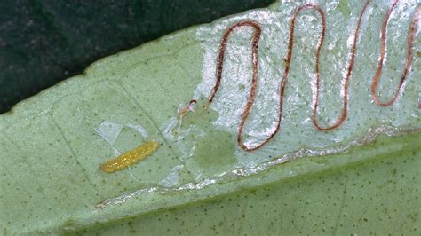 Leaf Miner Fly Babies Scribble All Over Your Salad KQED