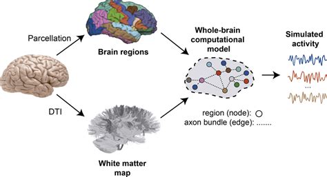 Synthesis Of A Computational Brain Model Using The Graph Approach