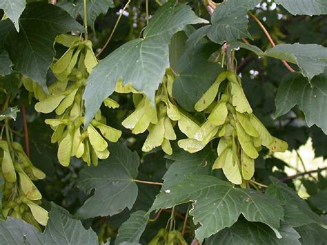 L Rable Sycomore Acer Pseudoplatanus