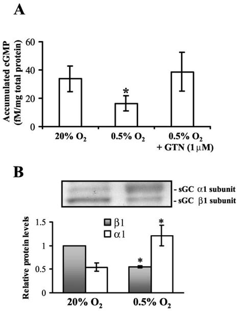 Effect Of Hypoxia On Sgc Activity And Expression In Mda Mb Breast