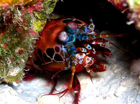 Mantis Shrimp Hd Wallpaper Pxfuel