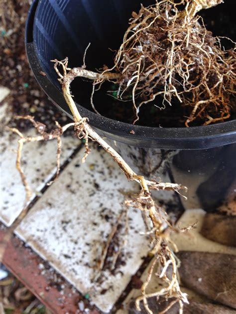 Florez Nursery Hibiscus Cuttings