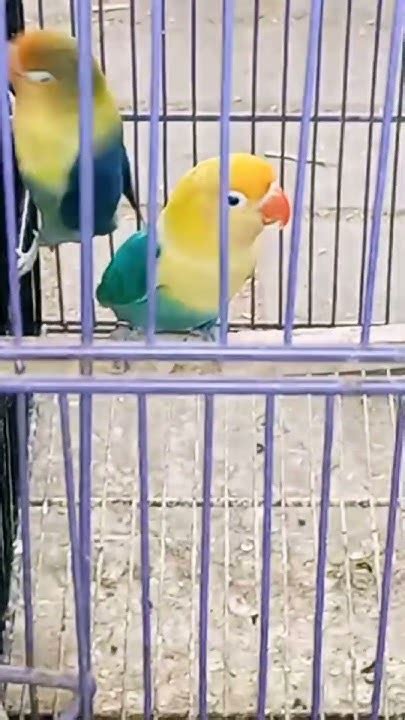 Lovebirds Making Love 😍 Parrots Birds Enjoy Birds Video With Us 😃