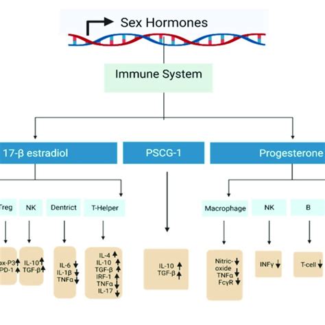 A Diagram Showing The Effects Of Sex Hormones On Immune Cells In Download Scientific Diagram