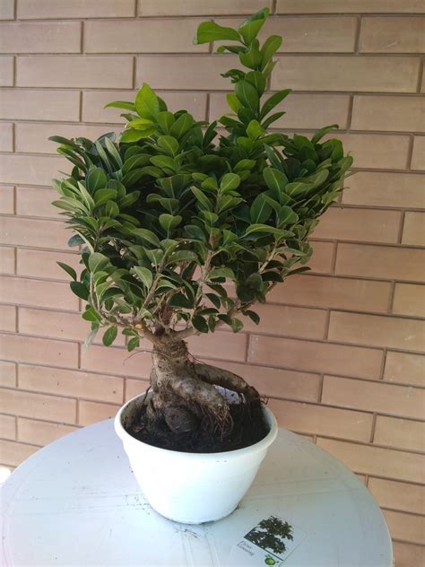 Bonsai Ficus Ginseng Prime Cure Manutenzione Consigli Utili