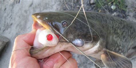 La pêche du silure au leurre souple Trucs astuces pour débuter