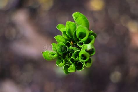 Elephant foot yam plant stock image. Image of crop, outdoor - 182007909