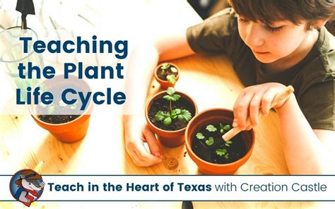 Simple And Fun Ideas For Teaching The Plant Life Cycle - Teach In The ...