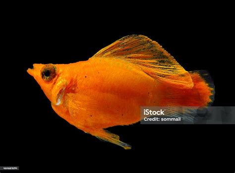 Molly Fish Isolated On Black Background Stock Photo Download Image